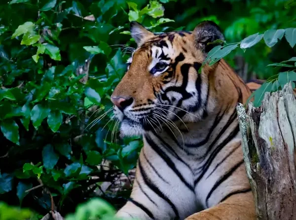 Dantewada Tiger Alert Kumharras Forest