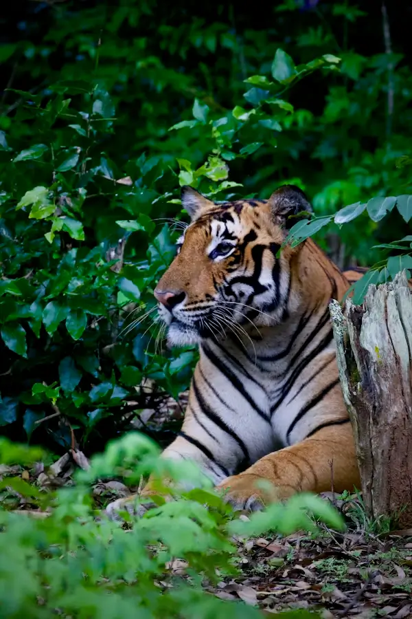 Dantewada Tiger Alert Kumharras Forest